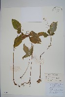 滇水金鳳藏品圖，第1張