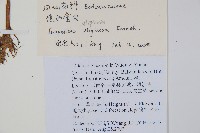 滇水金鳳藏品圖，第2張