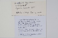 心葉秋海棠藏品圖，第2張