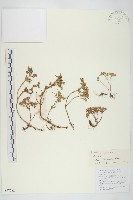 輪葉景天藏品圖，第1張