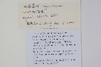 心葉秋海棠藏品圖，第2張