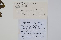 路南鳳仙花藏品圖，第2張