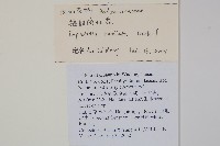 輻射鳳仙花藏品圖，第2張