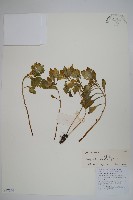 三角咪草藏品圖，第1張