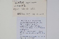 心葉秋海棠藏品圖，第2張