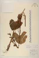 寬戟橐吾藏品圖，第1張