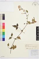 粗齒鐵線蓮藏品圖，第1張