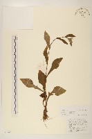 圓舌粘冠草藏品圖，第1張