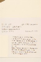 圓舌粘冠草藏品圖，第2張