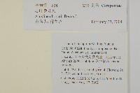 心葉兔兒風藏品圖，第2張