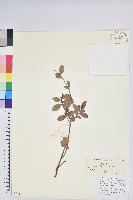 老鴉炮藏品圖，第1張