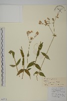 老鸛筋藏品圖，第1張