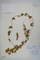 管鐘黨參藏品圖，第1張