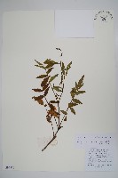 毛子草藏品圖，第1張