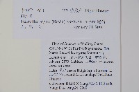 毛子草藏品圖，第2張