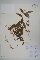 管花黨參藏品圖，第1張