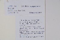 管花黨參藏品圖，第2張