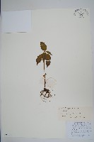 滇水金鳳藏品圖，第1張