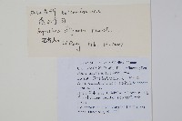 滇水金鳳藏品圖，第2張
