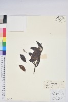 炮仗花杜鵑藏品圖，第1張