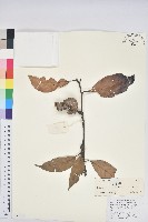 白穗石櫟藏品圖，第1張