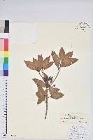 碟花杜鵑藏品圖，第1張