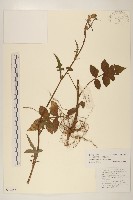 林生假福王草藏品圖，第1張