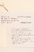 林生假福王草藏品圖，第2張