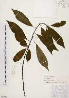 山胡椒藏品圖，第1張