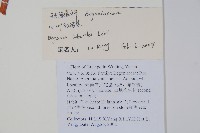 心葉秋海棠藏品圖，第2張