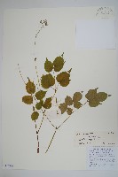 龍眼獨活藏品圖，第1張