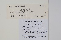 龍眼獨活藏品圖，第2張