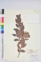 米飯花藏品圖，第1張