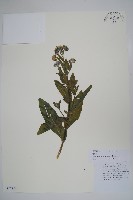 中國勿忘草藏品圖，第1張