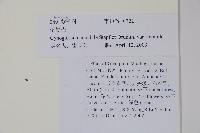 中國勿忘草藏品圖，第2張