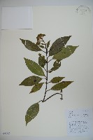 光果莢迷藏品圖，第1張