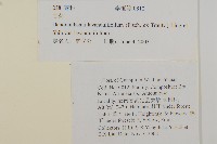 姜菱菊藏品圖，第2張