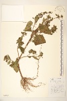 毛梗豨薟藏品圖，第1張