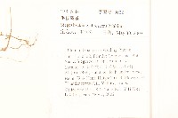 毛梗豨薟藏品圖，第2張