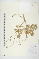 薺藏品圖，第1張