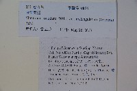 狹葉莢迷藏品圖，第2張