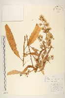 紅纓合耳菊藏品圖，第1張