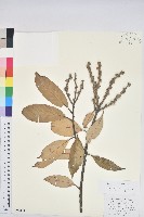 白穗石櫟藏品圖，第1張