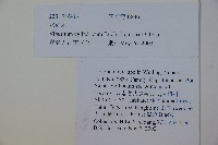 水紅木藏品圖，第2張