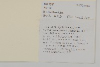 白花鬼針藏品圖，第2張