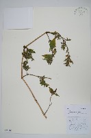 尖藥花藏品圖，第1張