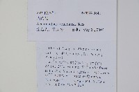 尖藥花藏品圖，第2張