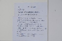 粉葉小檗藏品圖，第2張