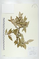 長葉胡頹子藏品圖，第1張