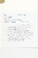 長葉胡頹子藏品圖，第2張